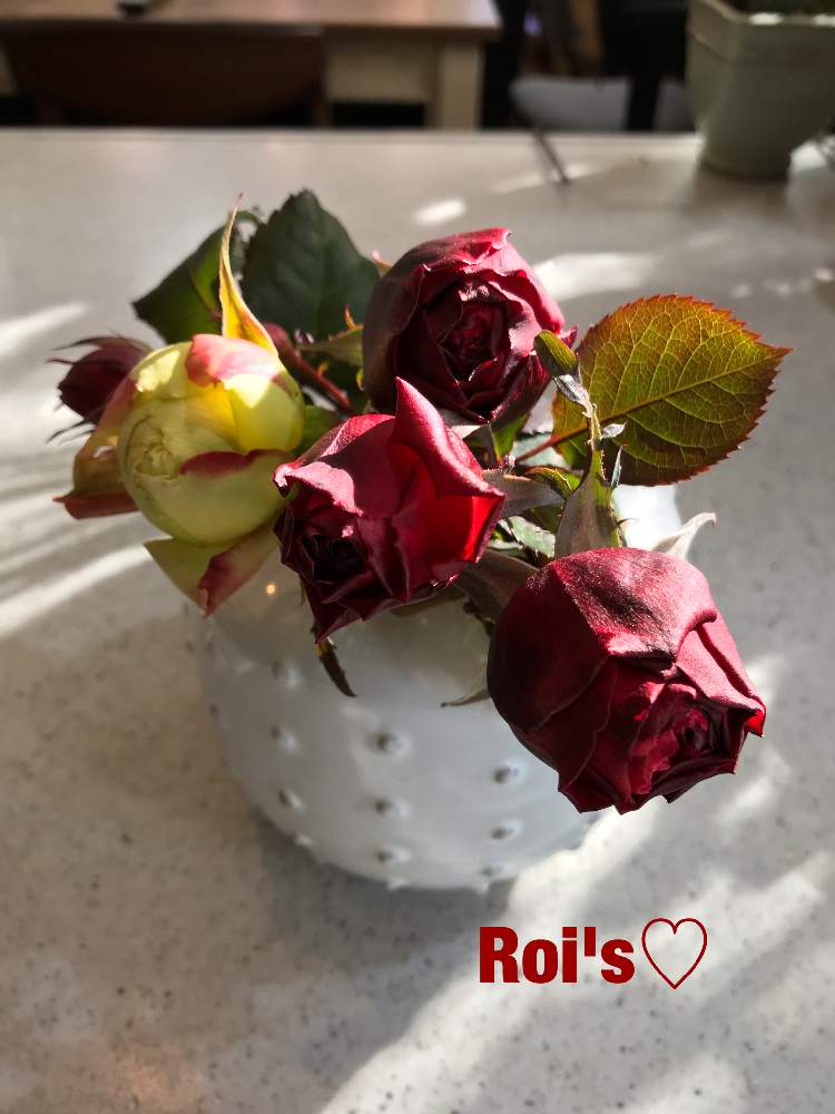 ゆうぜんの投稿画像 By Roiさん キャラメルアンティークと薔薇愛同盟と薔薇に魅せられてと花のある暮らしと頑張り屋さんと薔薇 と濃ゆい赤 19月2月5日 Greensnap グリーンスナップ