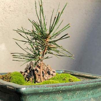 松ぼっくりから盆栽の投稿画像一覧 Greensnap グリーンスナップ