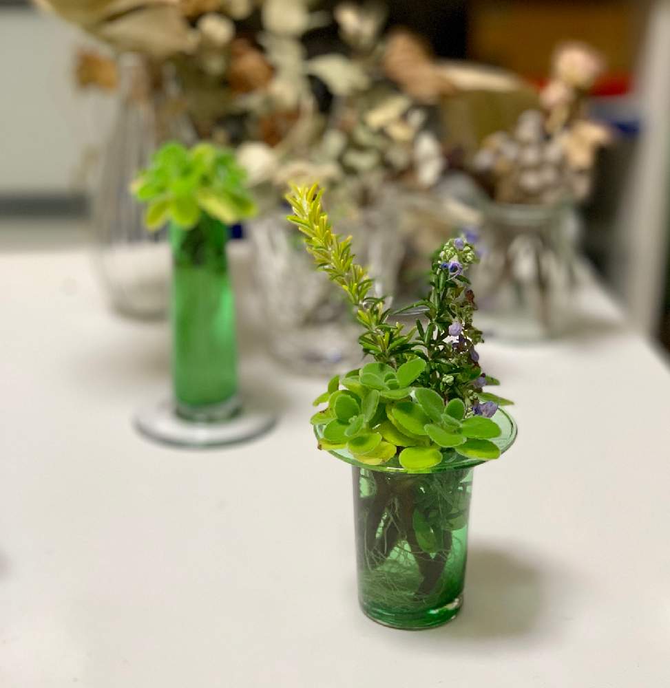 アロマティカスの投稿画像 By Soraさん ローズマリーと多肉植物とムラサキの花ともけもけと産毛とふさふさとハーブと花のある暮らし 19月2月5日 Greensnap グリーンスナップ