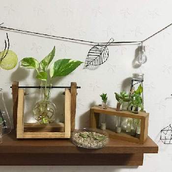 丸底フラスコの投稿画像一覧 Greensnap グリーンスナップ