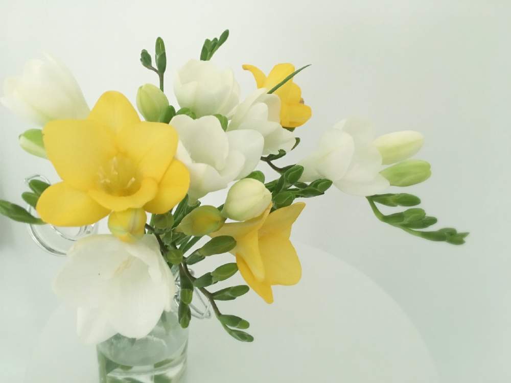 フリージアの投稿画像 By マキアートさん 投げ入れとちょこっと花と癒しと大好きとお花のある暮らしとお花が好き としあわせ とかわいいな といい香り と 切り花 19月2月5日 Greensnap グリーンスナップ