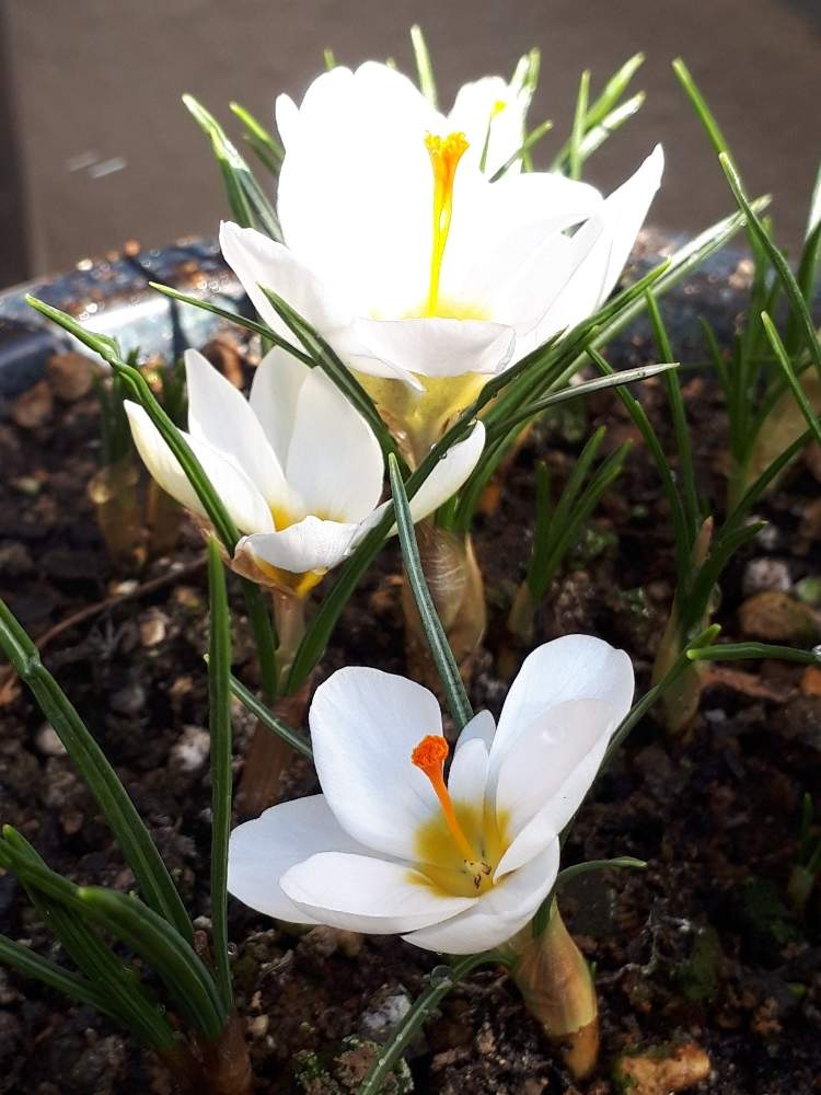 クロッカスの投稿画像 By Flower Skyさん 花のある暮らしと小さな花と白い花 19月2月6日 Greensnap グリーンスナップ