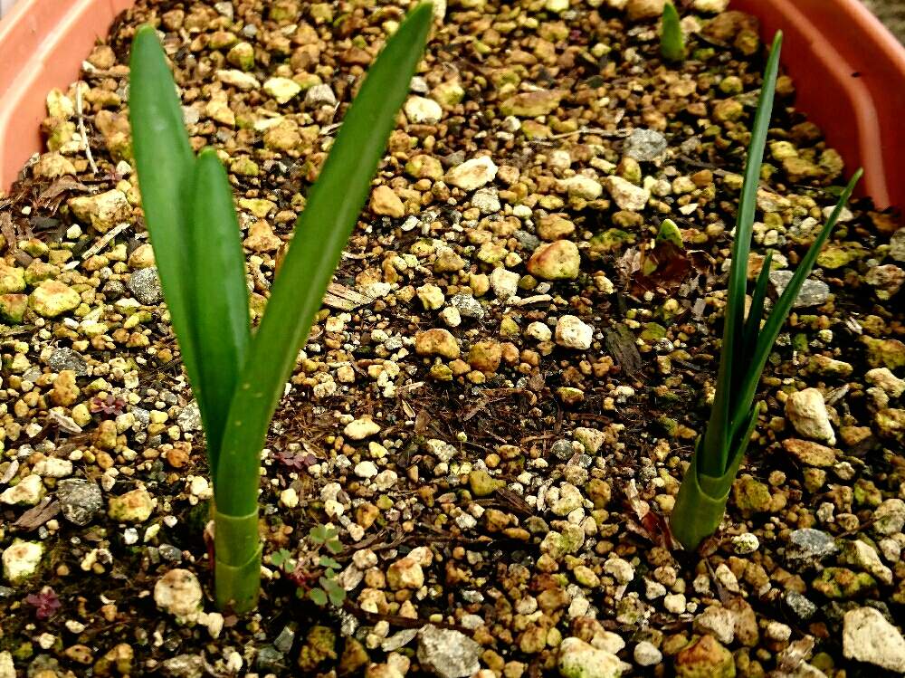 スノーフレークの投稿画像 By もりーよさん 球根と多年草と花のある暮らしと植えっぱなし球根と球根植物と新芽と出た 新芽 19月2月6日 Greensnap グリーンスナップ