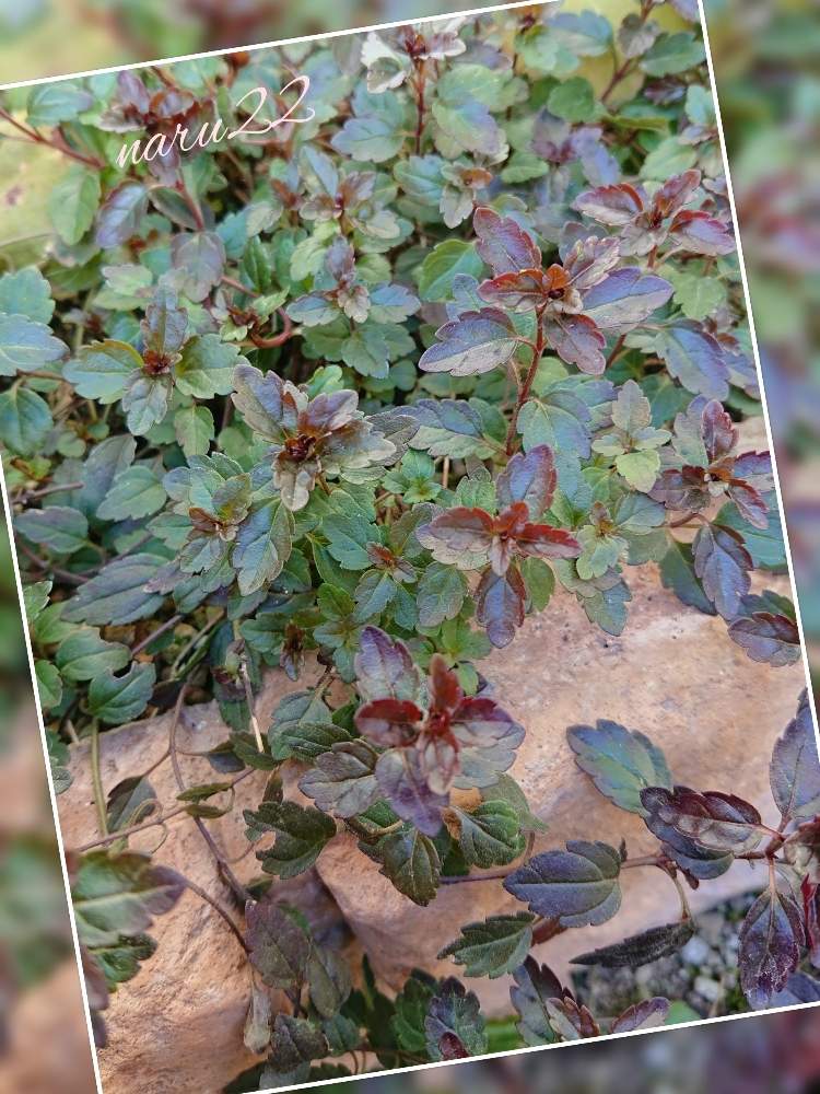 ベロニカ オックスフォードブルーの投稿画像 By Naru22さん 小さな庭と私の癒し と寄せ植えと可愛い脇役と花のある暮らしとワクワク と私の癒し と寄せ植えと可愛い脇役と花のある暮らしとワクワク 19月2月6日 Greensnap グリーンスナップ Greensnap ベロニカ オックスフォードブルーの投稿画像 By Naru22さん 小さな庭と私の癒し と寄せ植えと可愛い脇役と花のある暮らしとワクワク と私の癒し と寄せ植えと可愛い脇役と花のある暮らしとワクワク 19月2月6日 Greensnap グリーンスナップ Greensnap