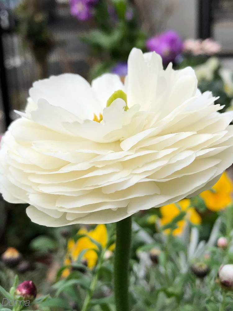 ラナンキュラスの投稿画像 By ドナさん しぞーか勢とがんばる と花びらと花のある暮らしと白い花と白色植物コンテスト19 19月2月6日 Greensnap グリーンスナップ