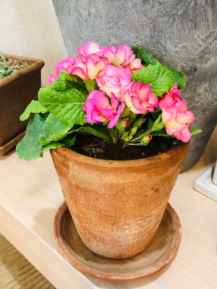 ガーデニングの投稿画像 By ちいちい444さん 花のある暮らし 19月2月6日 Greensnap グリーンスナップ