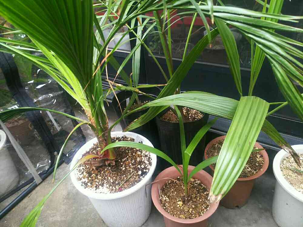 『SALE』ブラヘアスパーシルバー　超レア株　ブラヘアアルマータ ブラヘアスパーシルバー 幹幅11センチ 極太株 ブラヘアアルマータ ブラ