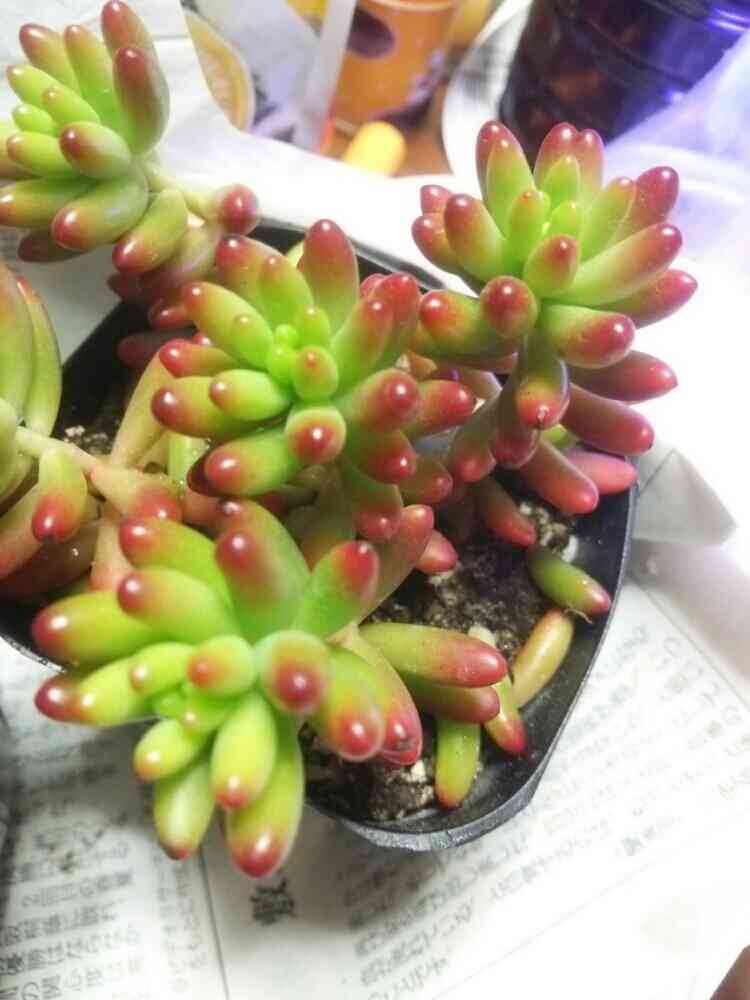 虹の玉 葉挿しの成長｜🍀GreenSnap（グリーンスナップ）