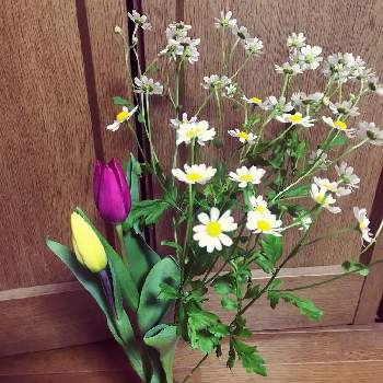 ãƒãƒ¥ãƒ¼ãƒªãƒƒãƒ— åˆ‡ã‚ŠèŠ±ã®æŠ•ç¨¿ç