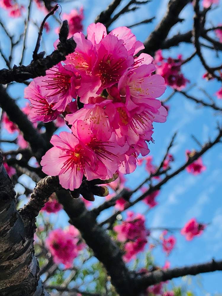 寒緋桜の投稿画像 By エ リ さん 爽やかな空と植物のある暮らしとお花を楽しむとピンク色とありがとう とgs映えと綺麗な花色と可愛い と花のある暮らし 19月2月7日 Greensnap グリーンスナップ