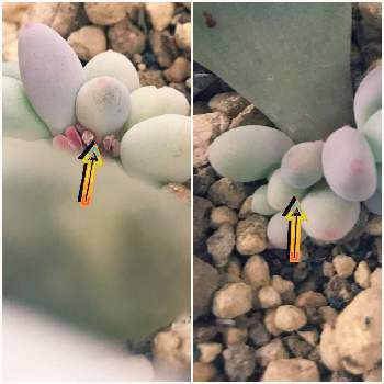 紅ほほ美人錦の投稿画像一覧 Greensnap グリーンスナップ