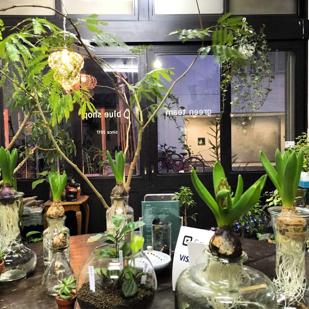 ヒヤシンス 水耕栽培の投稿画像 By Blue Shop ブルーショップ さん エバーフレッシュとアイビー ヘデラ とインテリアと都会のオアシスと都会ではっけん とお誘いとgs映えと都会の園芸店と花のある暮らしと都会のオアシスと都会ではっけん とお誘いとgs映えと都会の