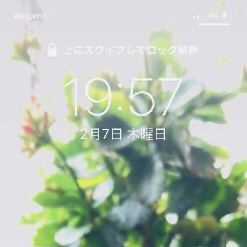 壁紙祭り19冬の投稿画像一覧 Greensnap グリーンスナップ