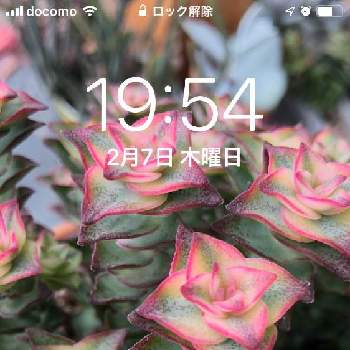 壁紙祭り19冬の投稿画像一覧 Greensnap グリーンスナップ