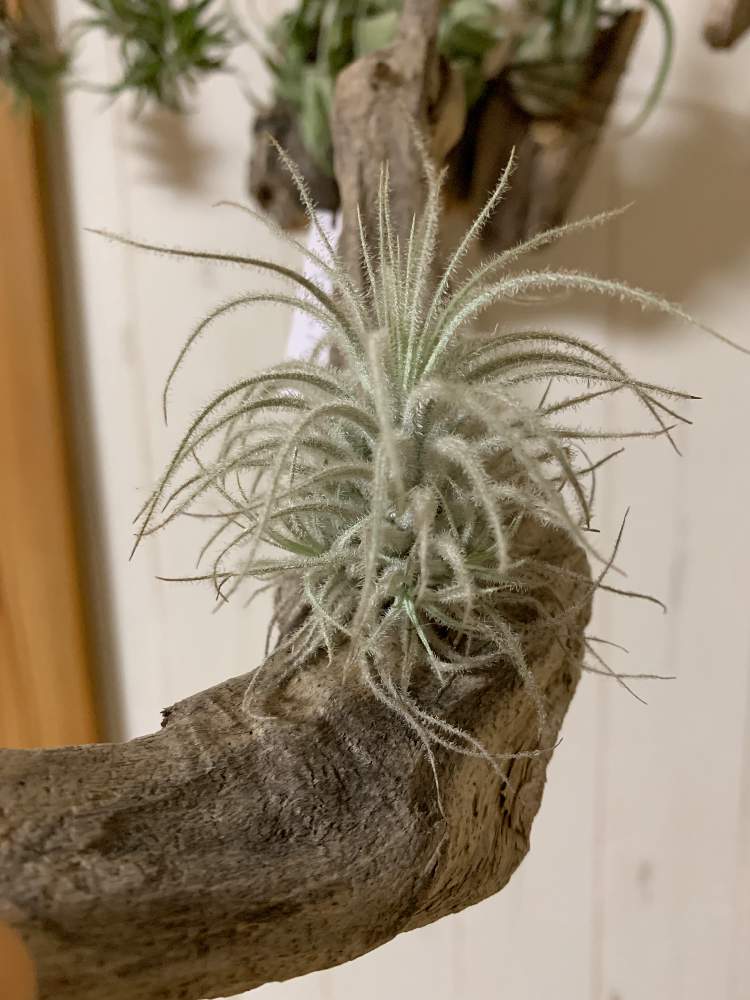 チランジア テクトラムの投稿画像 By Abickさん 今日の花 19月2月8日 Greensnap グリーンスナップ