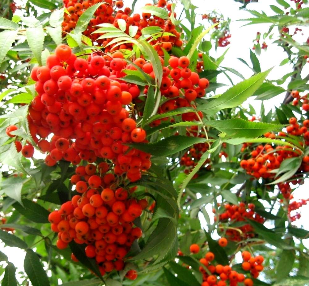 ナナカマドの投稿画像 By Chacoさん 街路樹と赤い実と花のある暮らし 19月2月8日 Greensnap グリーンスナップ