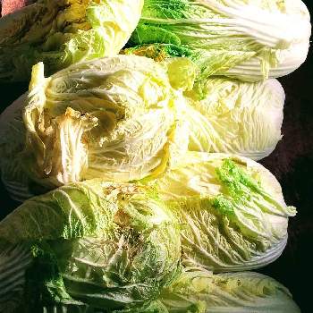 白菜(黄芯)の画像 by ゴンゴンさん | キッチンと白菜(黄芯)とお野菜