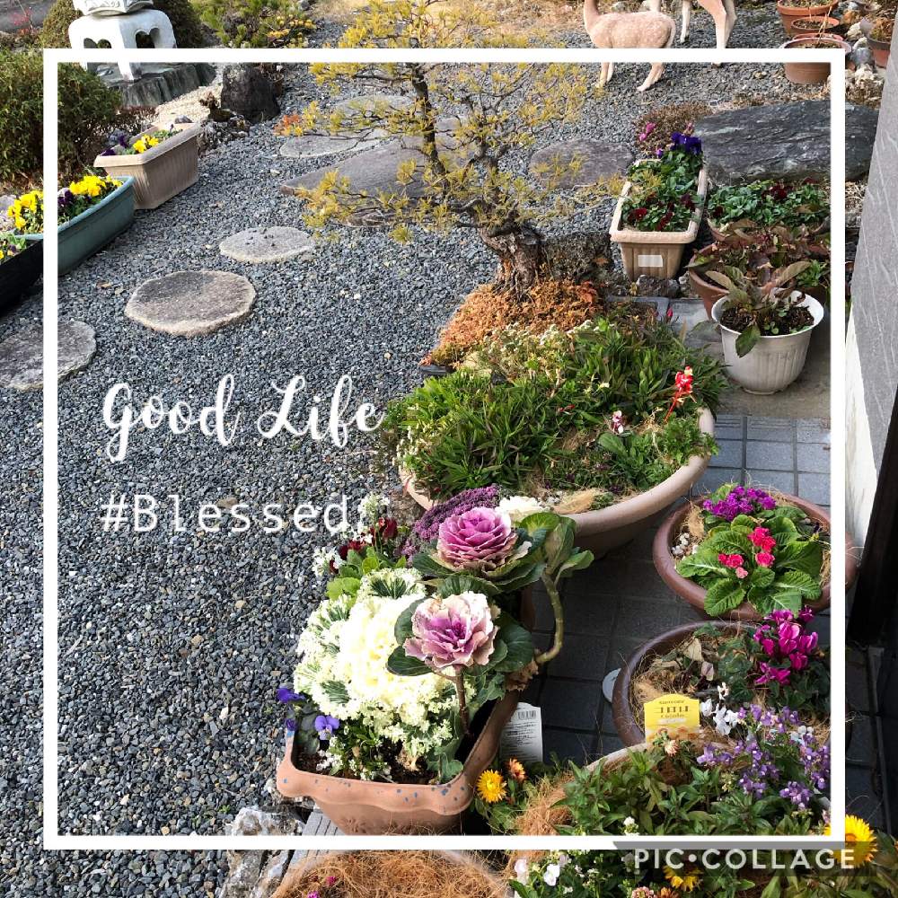 自宅にての投稿画像 By 世津ちゃんさん コロロ と庭先と鉢植えと花のある暮らし 19月2月8日 Greensnap グリーンスナップ