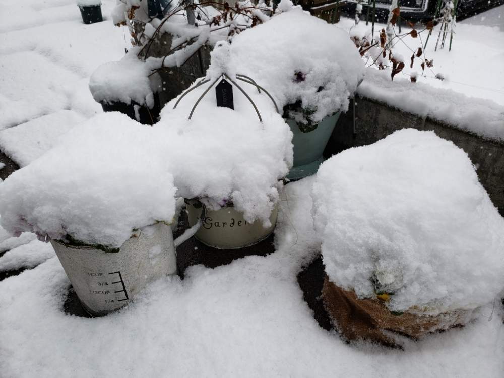 パンジー ビオラの投稿画像 By Miyabinさん パンジーとビオラと雪国と冬越し中と寄せ植えとgs映えと取り込み忘れと花のある暮らしと大寒波と雪国と冬越し中と寄せ植えとgs映えと取り込み忘れと花のある暮らしと大寒波 19月2月8日 Greensnap グリーンスナップ