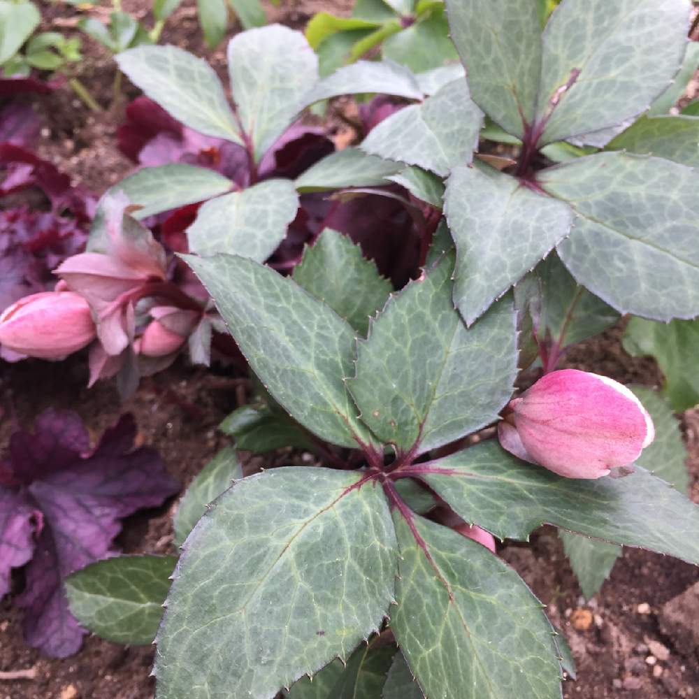 Hgcピンクフロストの投稿画像 By Mayumiさん ヘレボルスゴールドコレクションピンクフロストとピンクフロストとラブリー とお庭の植物と花を楽しむと クリスマスローズと可愛いと花のある暮らし 19月2月8日 Greensnap グリーンスナップ