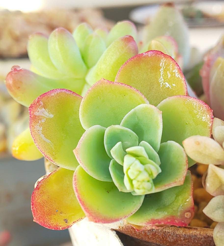 薄化粧の投稿画像 By Chocolatさん 乙女心と多肉植物と咲くのが楽しみとわが家の多肉スペースと多肉植物寄せ植えと多肉女子と可愛いとガーデニングと多肉棚とすのこ棚 19月2月8日 Greensnap グリーンスナップ