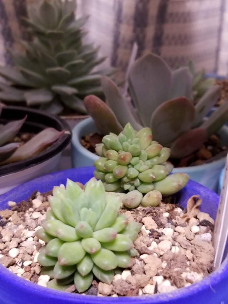 ピンクベリー の投稿画像 By ぽってりさん セダムピンクベリーと多肉植物 19月2月8日 Greensnap グリーンスナップ
