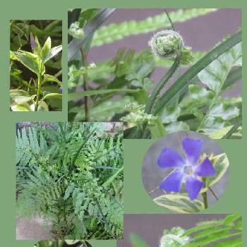 斑入ツルニチニチソウの画像 by 花と虫と風と空とさん | 斑入ツルニチニチソウとシダの若芽