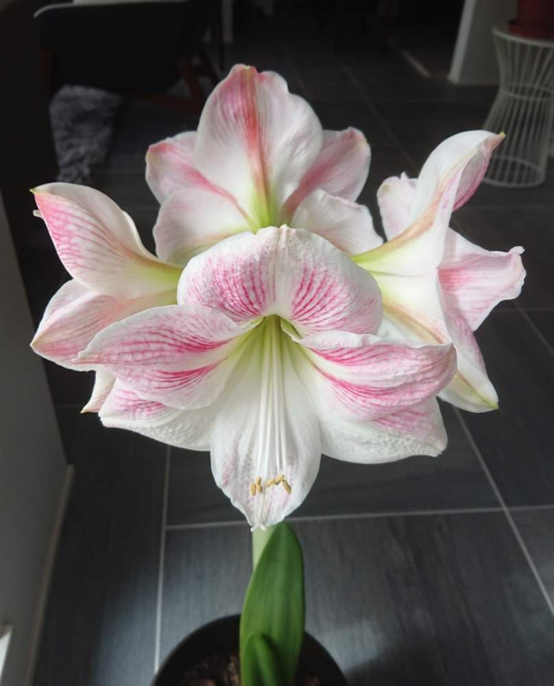 鮮やかなの投稿画像 By Blankaさん ピンクの花とアマリリス と淡い色の花と花のある暮らし 19月2月9日 Greensnap グリーンスナップ