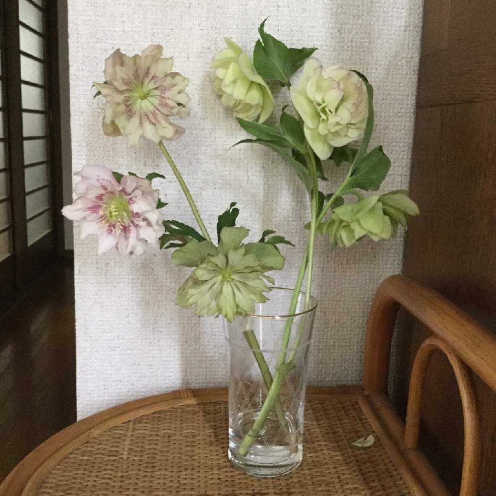 クリスマスローズ Greensnap グリーンスナップ