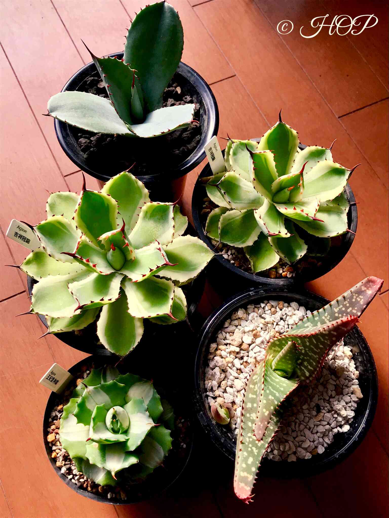 アロエ　トリコサンタ大株 Yahoo!オークション - Aloe trichosantha Eritrea アロエ トリコ