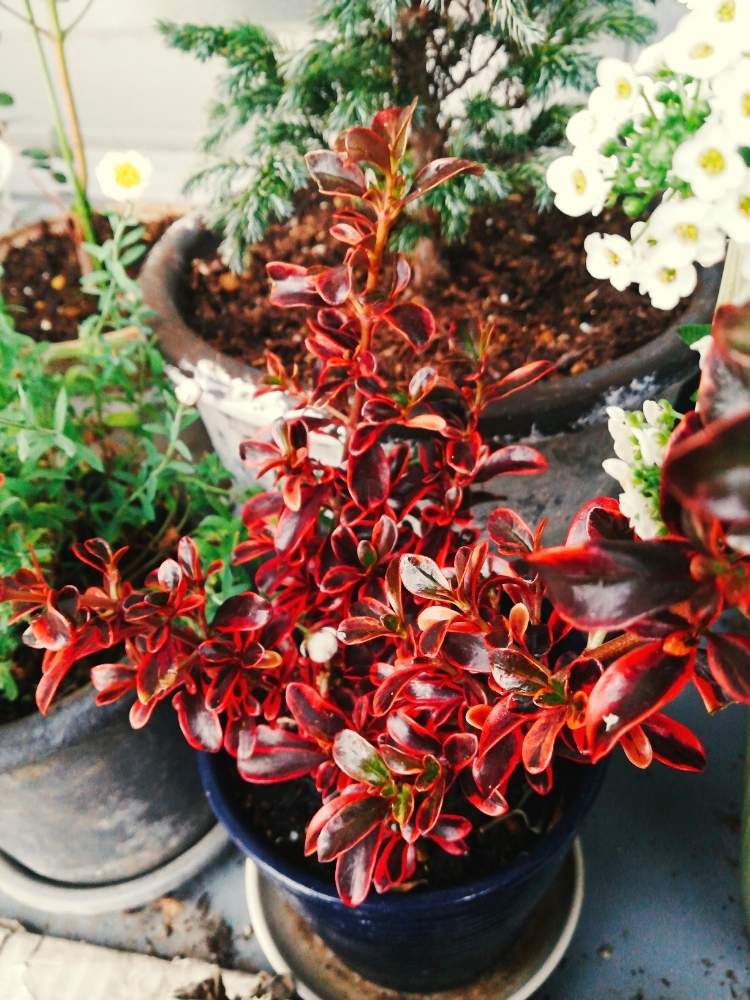 コプロスマの投稿画像 By かなさん バルコニー ベランダとカラーリーフ と観葉植物と家庭菜園と葉っぱのある暮らしと紅葉 こうよう と花のある暮らしとインテリアグリーンとリメイク鉢とカラーリーフと観葉植物と家庭菜園と葉っぱのある暮らしと紅葉 こうよう と花の