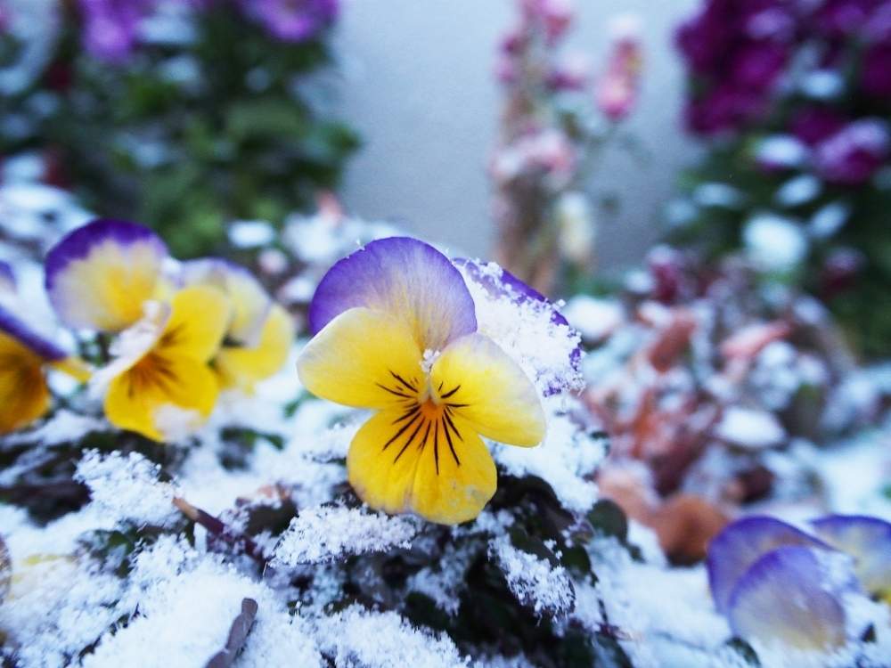 ビオラの投稿画像 By Pp7さん 開花とビオラ パンジーと雪の中と冬の花と今日のビオラときいろいお花と雪の日と紫の花 19月2月9日 Greensnap グリーンスナップ