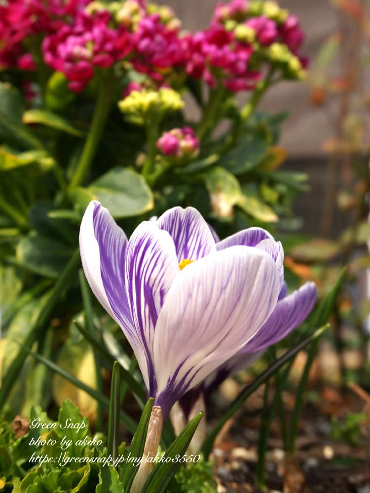 クロッカスの投稿画像 By Akiko さん 花壇と過去の写真とすじすじと花のある暮らしと球根植物とコメスルーでok 19月2月9日 Greensnap グリーンスナップ
