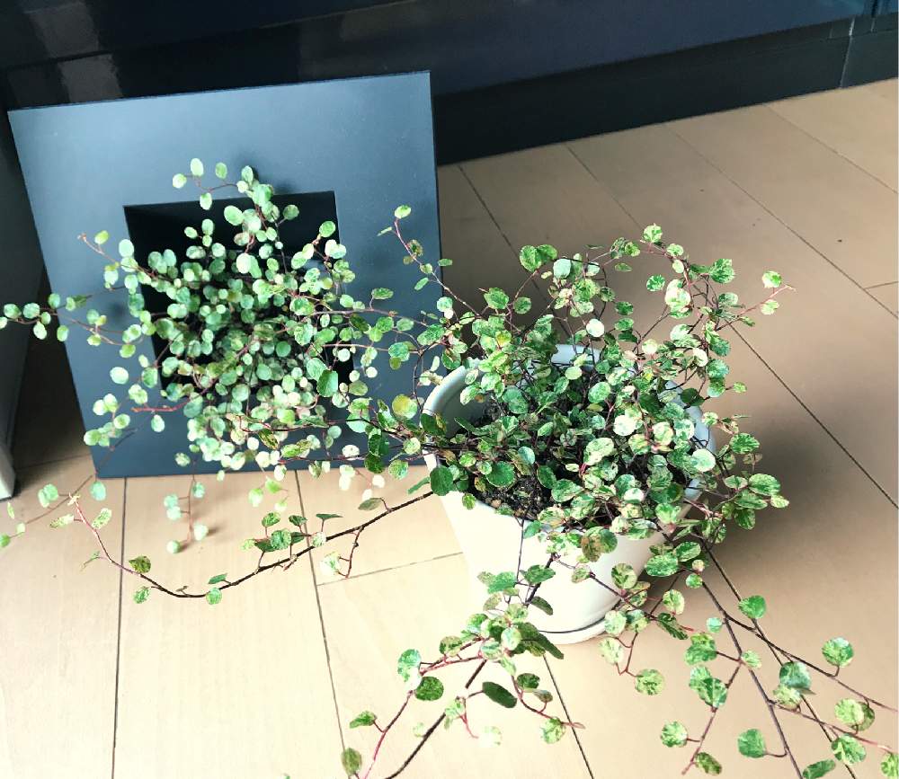 トップ100ツタ 植物 図鑑 最高の花の画像