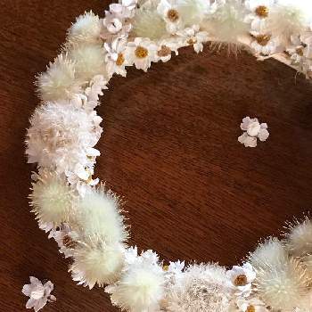 クレマチスの綿毛の画像 by ミモザさん | 部屋とクレマチスの綿毛と花かんざし♡とGS映えと花のある暮らしとフワフワ綿毛