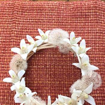 クレマチスの綿毛の画像 by ミモザさん | 部屋とお花の変身とクレマチスの綿毛とGS映えと花のある暮らしとフワフワ綿毛