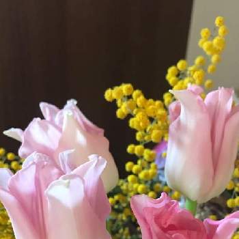 クラウンオブダイナスティの投稿画像一覧 Greensnap グリーンスナップ