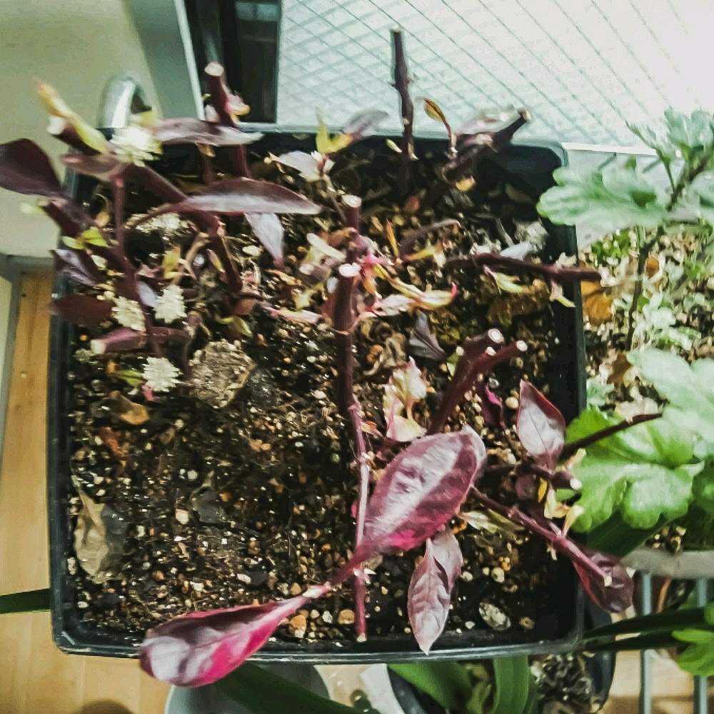 アルテルナンテラ レッド フラッシュの投稿画像 By Otoさん 赤葉千日紅と花のある暮らしと新春と室内越冬 19月2月10日 Greensnap グリーンスナップ