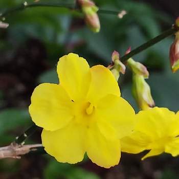 黄梅！の画像 by kasumiさん | 小さな庭とオウバイと黄色と黄色い花と美しいと黄梅！ときいろいお花と小さい花と花のある暮らしとかわいいとかわいいな♡