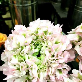 ラナンキュラス ハーマイオニーの投稿画像一覧 Greensnap グリーンスナップ