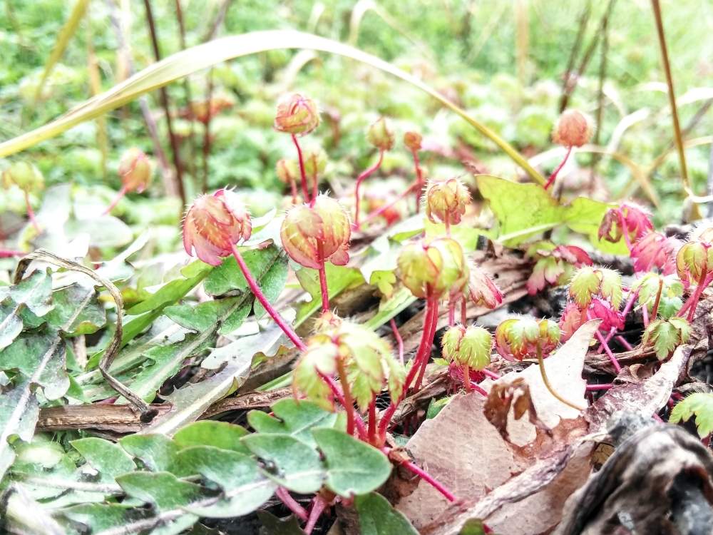 草紅葉の投稿画像 By たーぼー さん ゲンノショウコと雑草図鑑と野草とお写んぽと花の文化園とうれしい と雑草と楽しい とフウロソウ科と大阪府立 花の文化園 19月2月10日 Greensnap グリーンスナップ