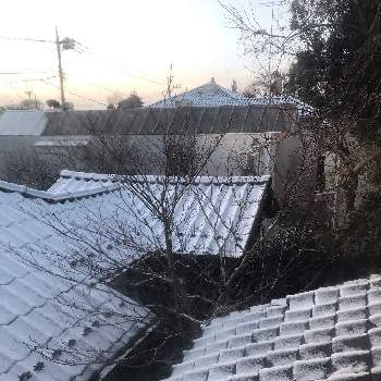 東京の冬景色の投稿画像一覧 Greensnap グリーンスナップ