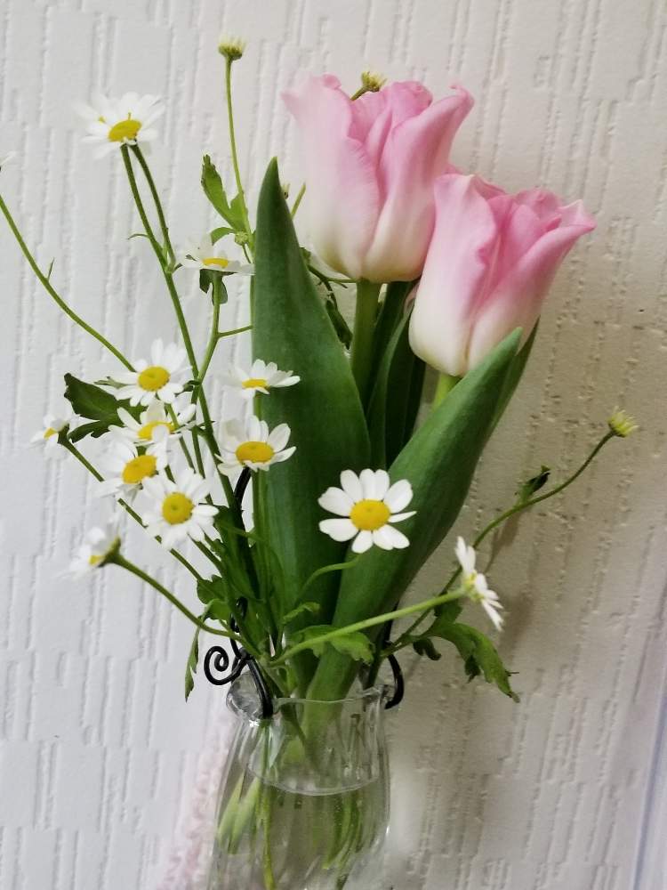 花瓶の投稿画像 By えりさん チューリップとピンクと花のある暮らしとマトリカリア 19月2月11日 Greensnap グリーンスナップ