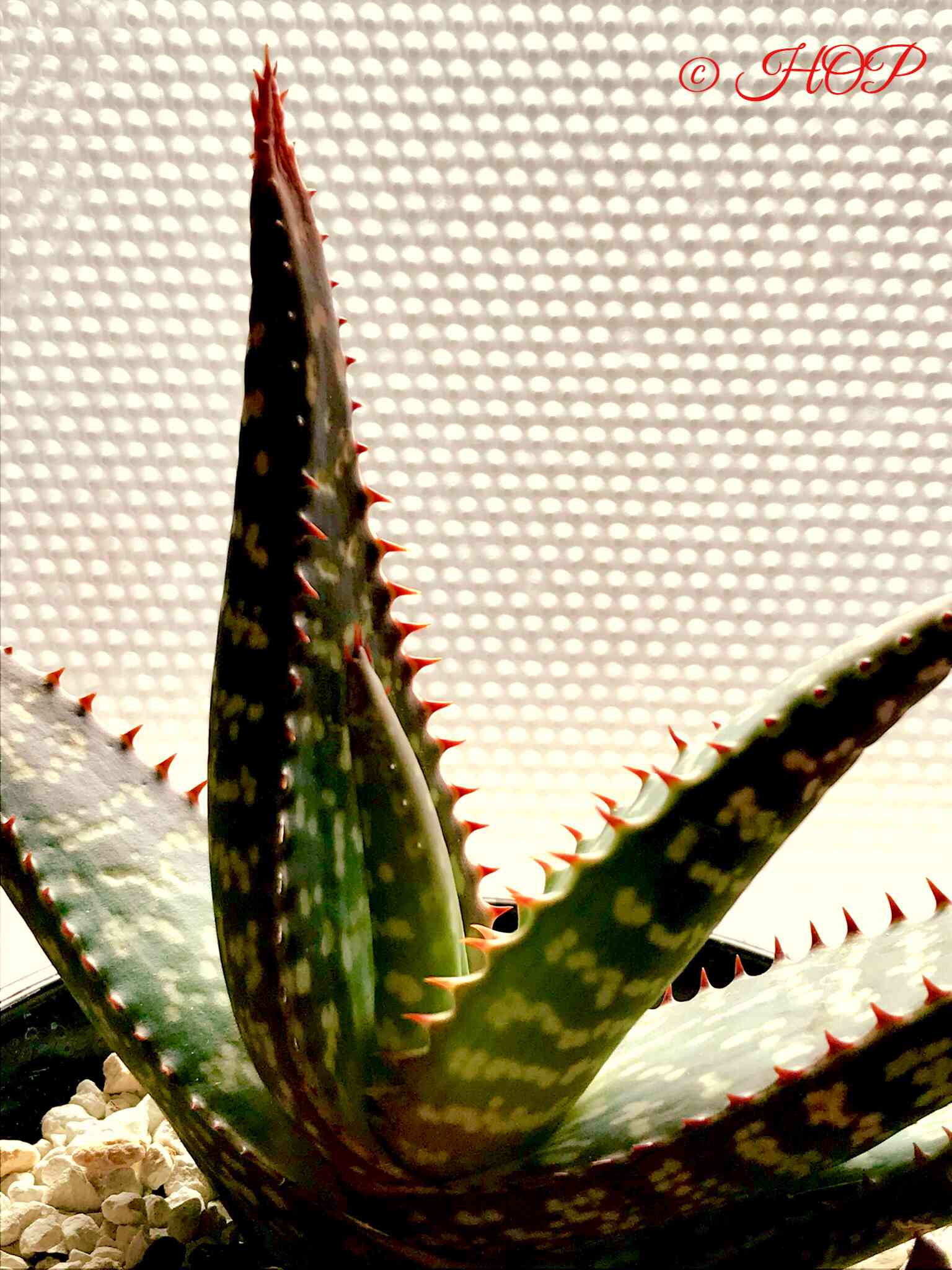 アロエ トリコサンタの一覧｜🍀GreenSnap（グリーンスナップ）