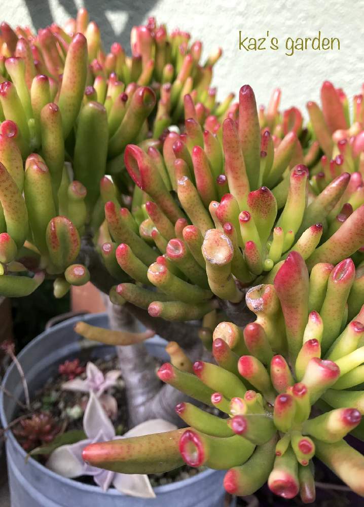 ゴーラムの投稿画像 By かづこさん 花壇の縁でと多肉植物と我が家の古株と多肉の紅葉 とゴーラム とおひとりさま とマイガーデン 19月2月11日 Greensnap グリーンスナップ