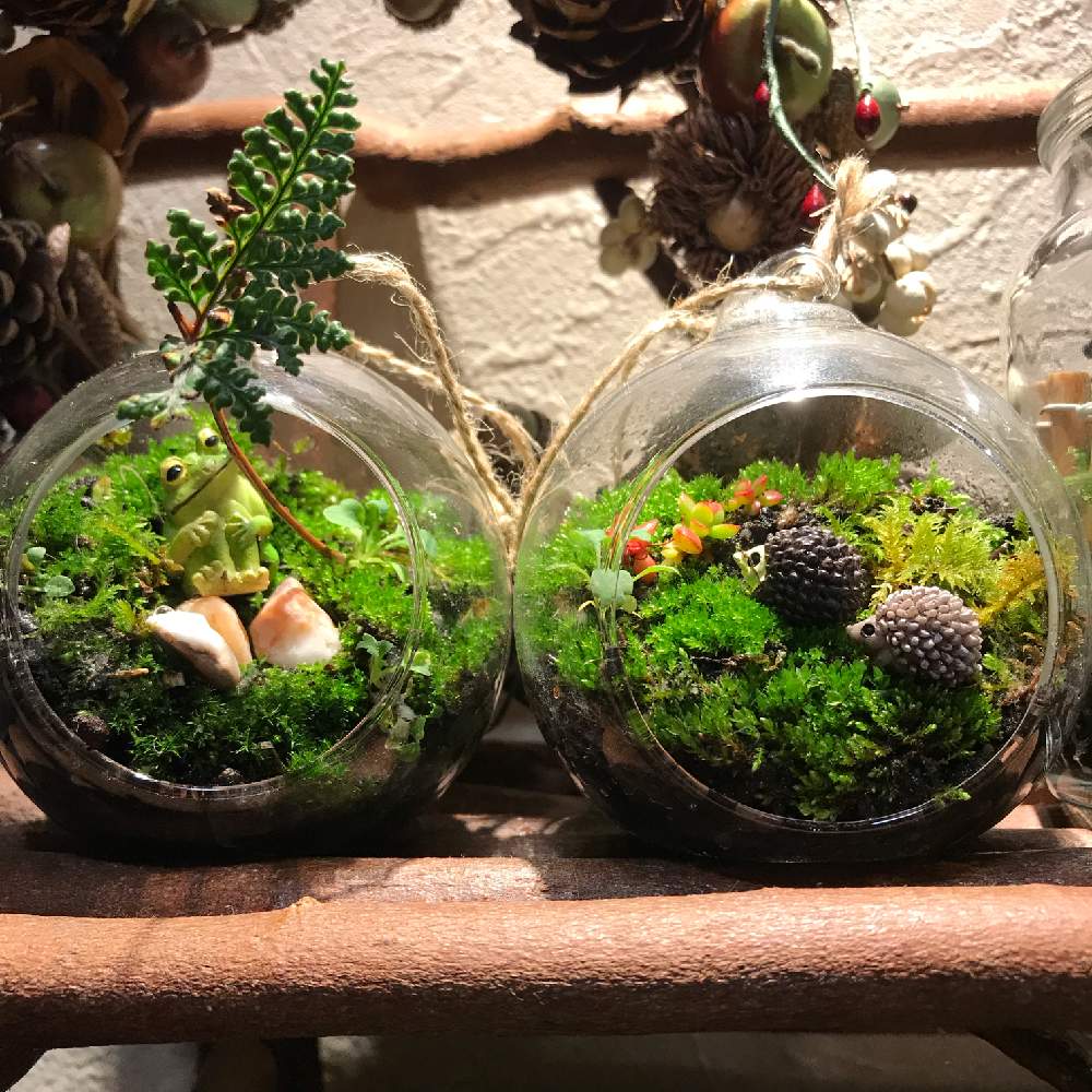 多肉植物の投稿画像 By Mintさん 小物雑貨とお部屋の観葉植物コンテストと植物のある暮らしとグリーンのある暮らしとテラリウムとカエルとハリネズミとシダ植物と苔テラリウムと苔 女子と苔に癒される 19月2月11日 Greensnap グリーンスナップ