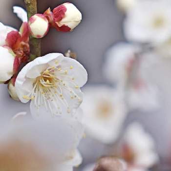 白梅＊の画像 by yamatotoさん | お出かけ先と梅の花＊と清楚と白梅＊と可愛い子たちと花のある暮らし