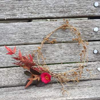 ナンテンの葉の画像 by yutakamikaさん | 広い庭と園芸療法と草花あそびとリースとナンテンの葉