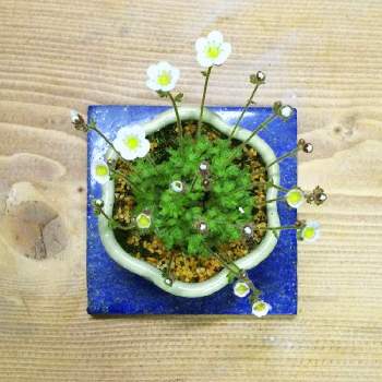 頑張れ夏越え♡の画像 by 渡邊フラワーさん | 部屋とサキシフラガと花のある暮らしと山野草盆栽とミニ盆栽と頑張れ夏越え♡