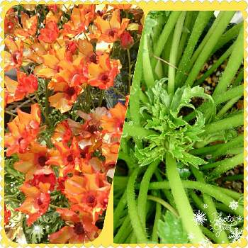 ラナンキュラスラックスミノアンの画像 by ライムライトさん | 小さな庭とラナンキュラスラックスミノアンと大好きな植物とナチュラルガーデンと植中毒とラナンキュラス・ラックスとオレンジ色と花のある暮らし